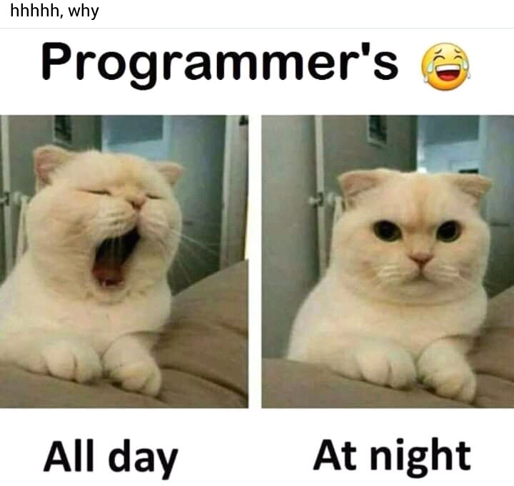 programmer meme image